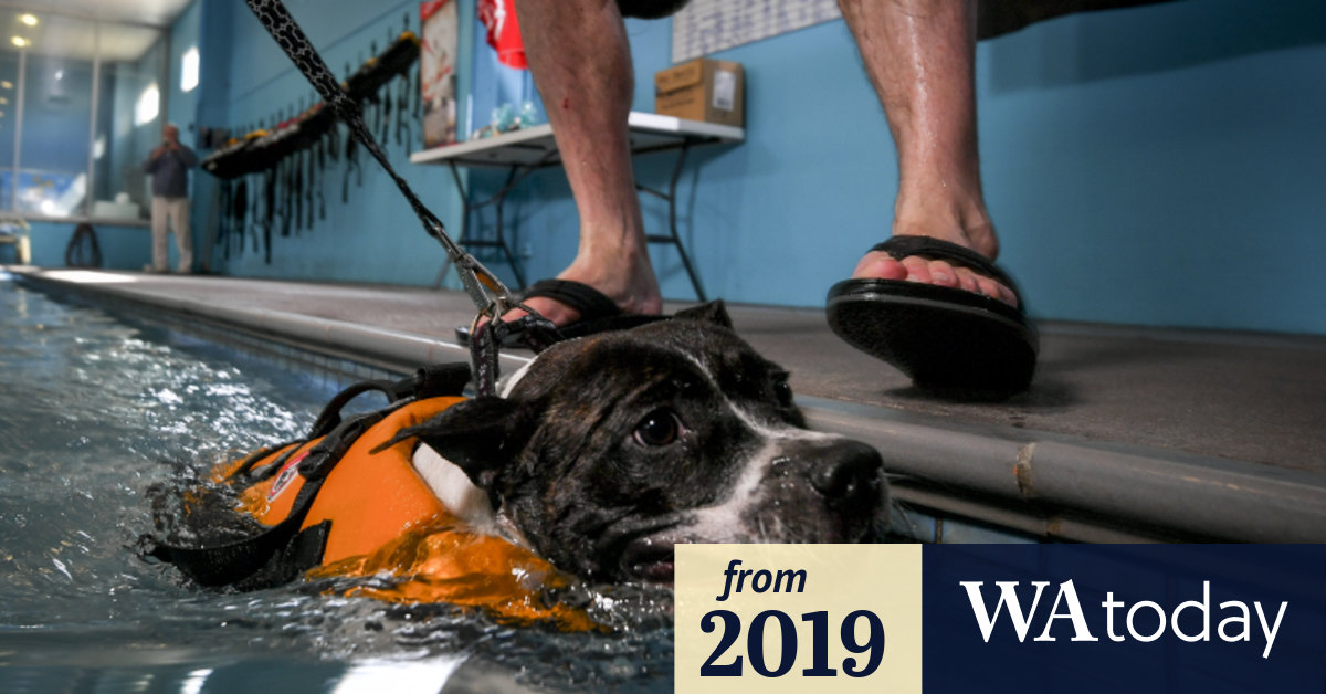 Vets urge Perth pet owners to be wary as temperatures tipped to soar